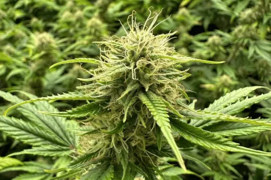 Grow Expert Ostrava - foto 2